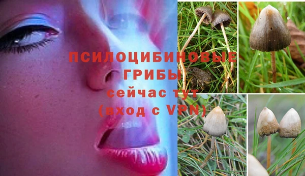 дживик Белокуриха